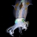 squid_reef_bigfin_pp_v_0087_alo0238.jpg